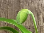 In Spike Paph. (Olive Paradise × Maiden Paradise) 'Green Gold’ × Paph. Super Elf 'Perfectly Green' (3.5” pot)