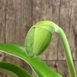 In Spike Paph. (Olive Paradise × Maiden Paradise) 'Green Gold’ × Paph. Super Elf 'Perfectly Green' (3.5” pot)