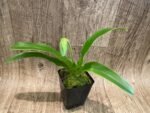 In Spike Paph. (Olive Paradise × Maiden Paradise) 'Green Gold’ × Paph. Super Elf 'Perfectly Green' (3.5” pot) - Image 3