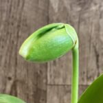 In Spike Paph. Sorcerer's Stone 'Sunrise' x Paph. Stone Lovely 'Clean Green’ (3.5” pot)