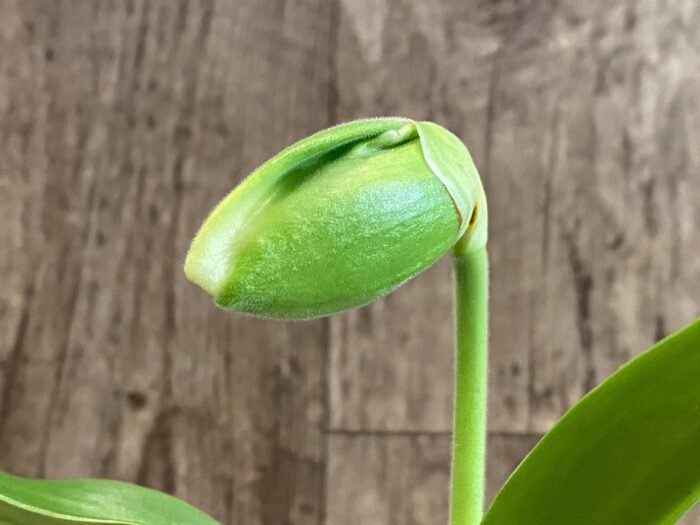 In Spike Paph. Sorcerer's Stone 'Sunrise' x Paph. Stone Lovely 'Clean Green’ (3.5” pot) - Image 1
