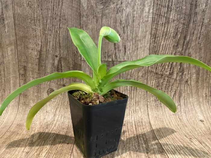 In Spike Paph. Sorcerer's Stone 'Sunrise' x Paph. Stone Lovely 'Clean Green’ (3.5” pot) - Image 5
