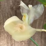 Catasetum pileatum × Catasetum Melana Davison 'Summer Snow' (2.25” pot)