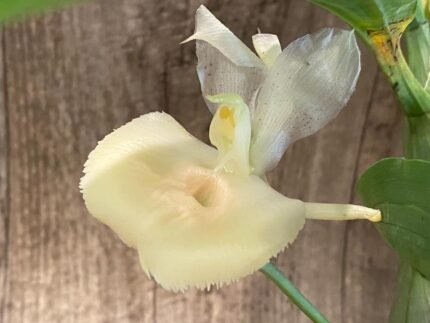 In Spike Catasetum pileatum × Catasetum Melana Davison 'Summer Snow' (2.25” pot)