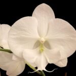 Phalaenopsis United White Bear (4.5” Pot)
