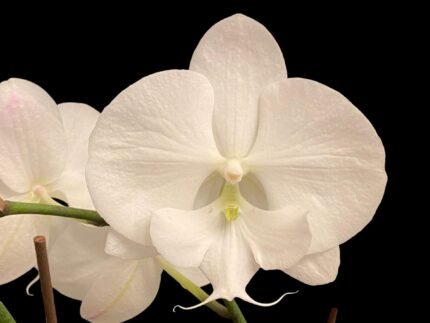 Phalaenopsis United White Bear (4.5” Pot)