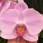 Phalaenopsis Dtps. Yu Pin Dream Girl ‘Pink’ (4.5” Pot)