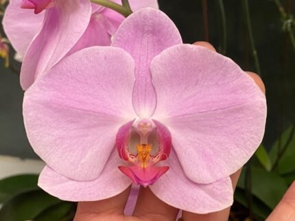 Phalaenopsis Dtps. Yu Pin Dream Girl ‘Pink’ (4.5” Pot)