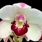 Cymbidium Elderberry Wine 'Rose' x Ramble On Rose (5" pot)