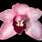 Cymbidium Vanna Rose x Yai 'Monica' (5" pot)