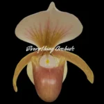 Paph. Wössner Helene (charlesworthli x helenae)