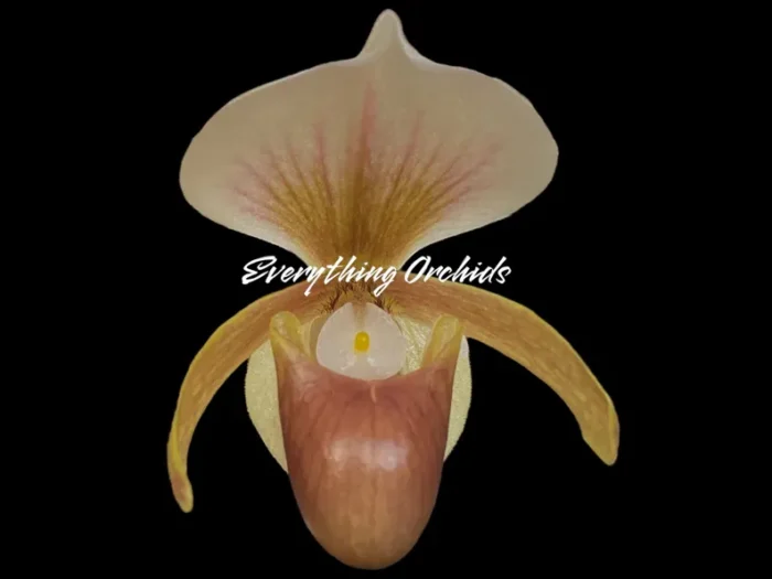 Paph. Wössner Helene (charlesworthli x helenae)