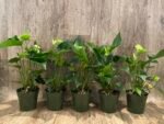 Anthurium Green Princess Alexia Jade Multi-growths (4” pot) - Image 10