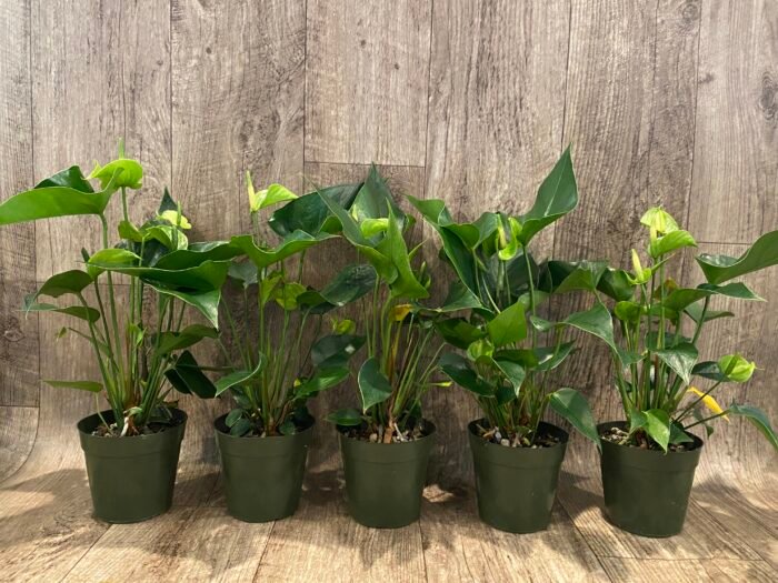 Anthurium Green Princess Alexia Jade Multi-growths (4” pot) - Image 10