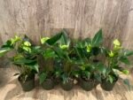 Anthurium Green Princess Alexia Jade Multi-growths (4” pot) - Image 9