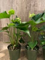 Anthurium Green Princess Alexia Jade Multi-growths (4” pot) - Image 8
