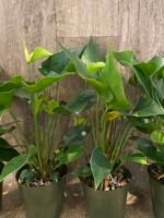 Anthurium Green Princess Alexia Jade Multi-growths (4” pot) - Image 7