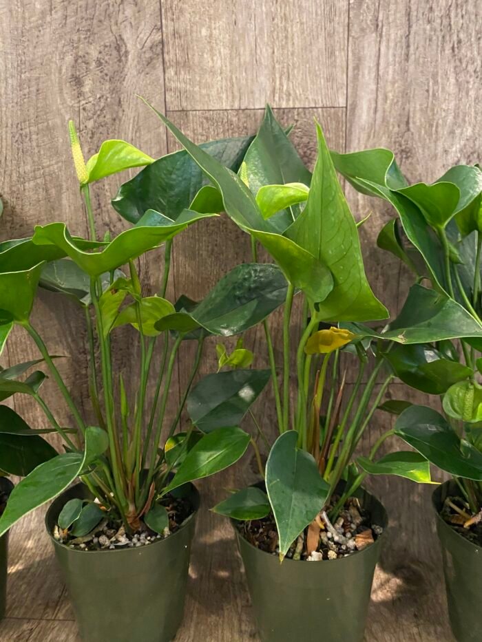 Anthurium Green Princess Alexia Jade Multi-growths (4” pot) - Image 7