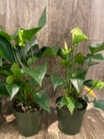 Anthurium Green Princess Alexia Jade Multi-growths (4” pot) - Image 6