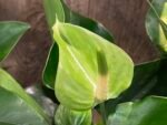 Anthurium Green Princess Alexia Jade Multi-growths (4” pot) - Image 5