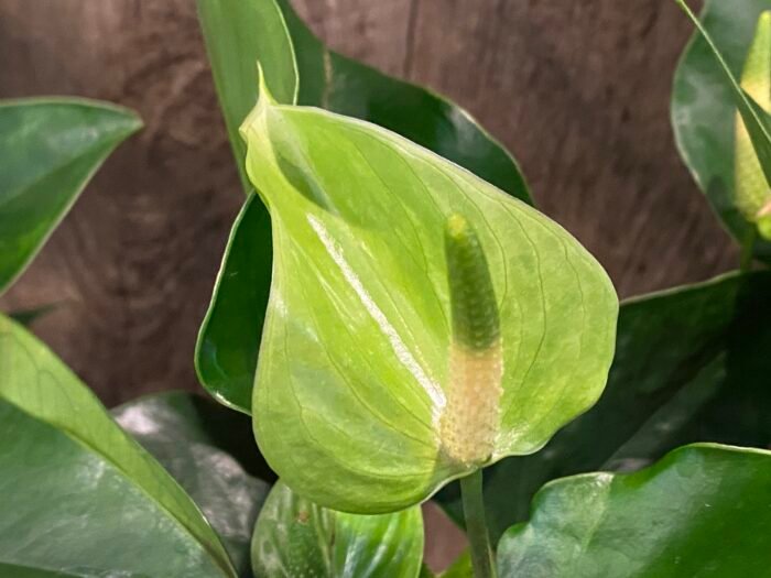 Anthurium Green Princess Alexia Jade Multi-growths (4” pot) - Image 5