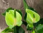 Anthurium Green