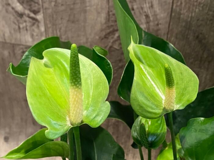 Anthurium Green