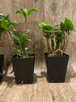 Dendrobium Ellen (Den. kingianum × tetragonum) (3.5” pot) - Image 6