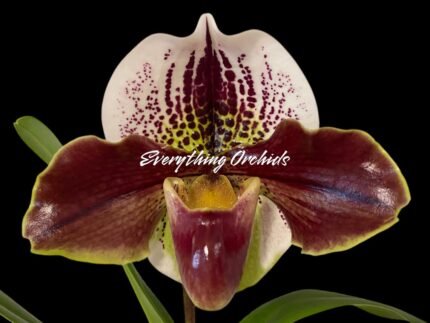 Paph. Hawaiian Flush 'Super Wide Petal' × Paph. Jaeger 'Double Power'