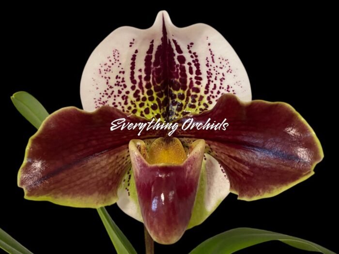 Paph. Hawaiian Flush 'Super Wide Petal' × Paph. Jaeger 'Double Power'