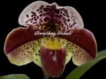 Paph. Star Power 'Diva Maria' x Paph. Aladdin 'Masterpiece' AM/AOS