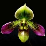 In Bud - Paphiopedilum Shirley Amundson (2” pot)