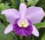 Lc. Busy Bev ‘Blue Jewel’ (3.5” pot)