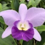 Lc. Busy Bev ‘Blue Jewel’ (3.5” pot)