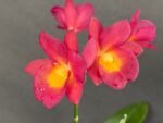 Ctna. Why Not ‘Red’ (C. aurantiaca x Bro. sanguinea) (2” Pot) - Image 2
