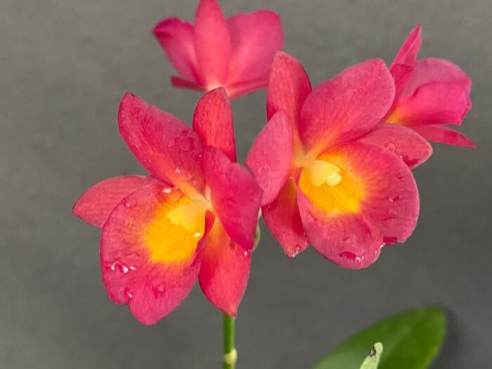 Ctna. Why Not ‘Red’ (C. aurantiaca x Bro. sanguinea) (2” Pot) - Image 2