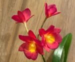Ctna. Why Not ‘Red’ (C. aurantiaca x Bro. sanguinea) (2” Pot) - Image 3