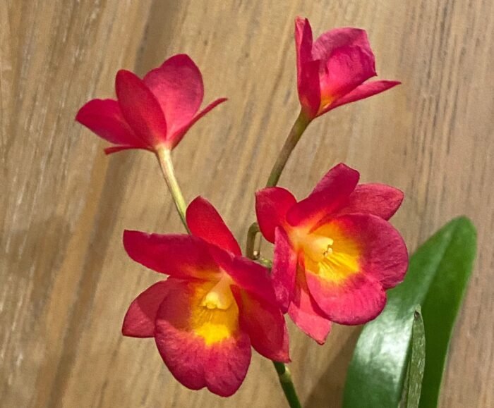 Ctna. Why Not ‘Red’ (C. aurantiaca x Bro. sanguinea) (2” Pot) - Image 3