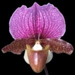 Paph. charlesworthii x self (3.5" pot)