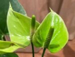 Anthurium Green Princess Alexia Jade Multi-growths (4” pot)