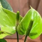 Anthurium Green Princess Alexia Jade Multi-growths (4” pot)