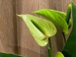 Anthurium Green Princess Alexia Jade Multi-growths (4” pot) - Image 2
