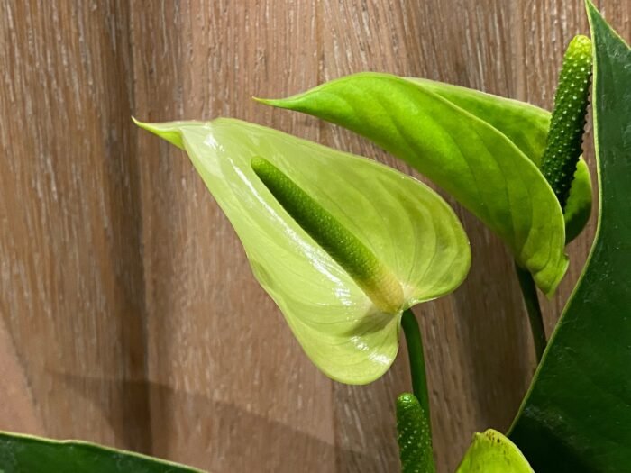 Anthurium Green Princess Alexia Jade Multi-growths (4” pot) - Image 2