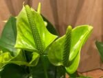 Anthurium Green Princess Alexia Jade Multi-growths (4” pot) - Image 3