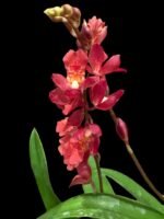 Howeara Lava Burst ‘Puanani’ AM/AOS (2” pot)