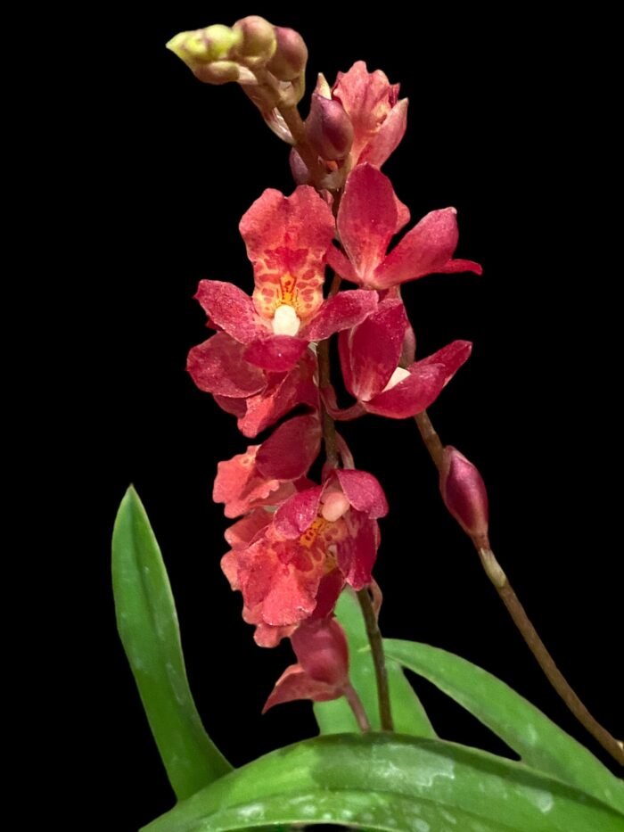 Howeara Lava Burst ‘Puanani’ AM/AOS (2” pot) - Image 1