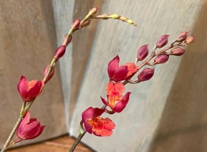 Howeara Lava Burst ‘Puanani’ AM/AOS (2” pot) - Image 2