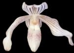 Rare 2 Growths Paph. Greyi x (Kolokopingii var. Topperi ‘Crown’) Varigated Leaves (5” pot)