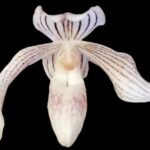 Rare 2  Growths Paph. Greyi x (Kolokopingii var. Topperi ‘Crown’) Varigated Leaves (5” pot)