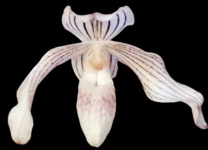 Rare 2  Growths Paph. Greyi x (Kolokopingii var. Topperi ‘Crown’) Varigated Leaves (5” pot)